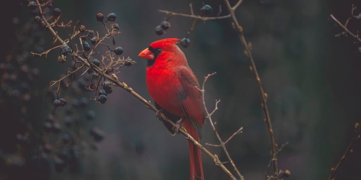 Birding in Ecuador Andes
