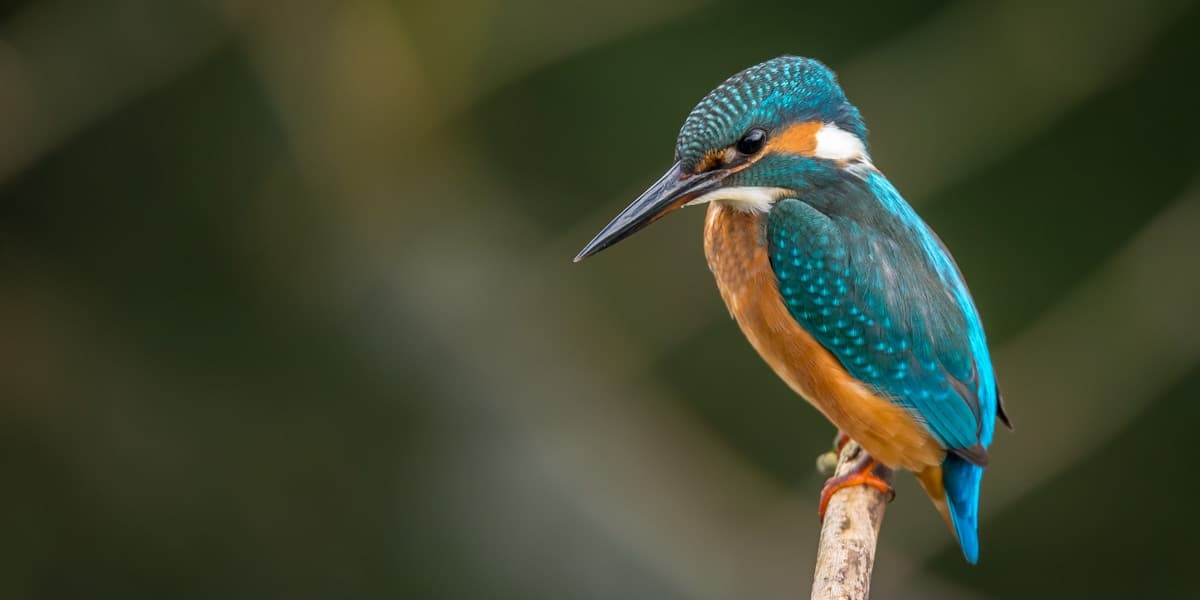 Birding in SE Arizona