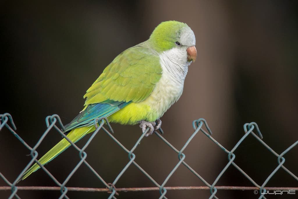 Monk Parakeet