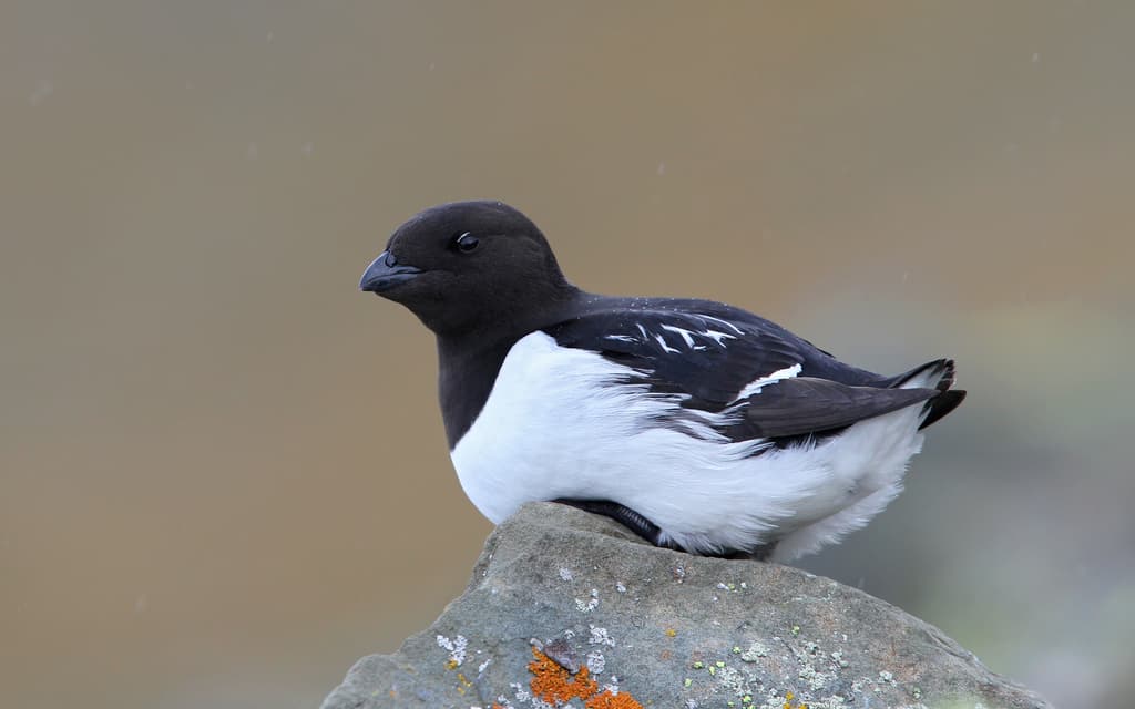 Dovekie