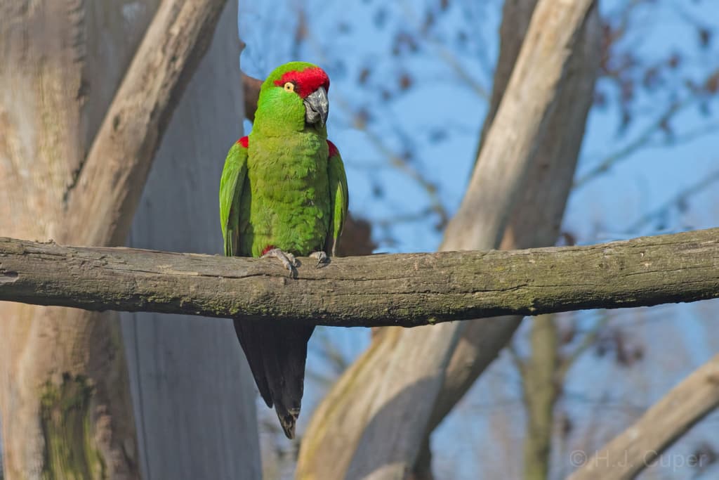 Thick-billed Parrot