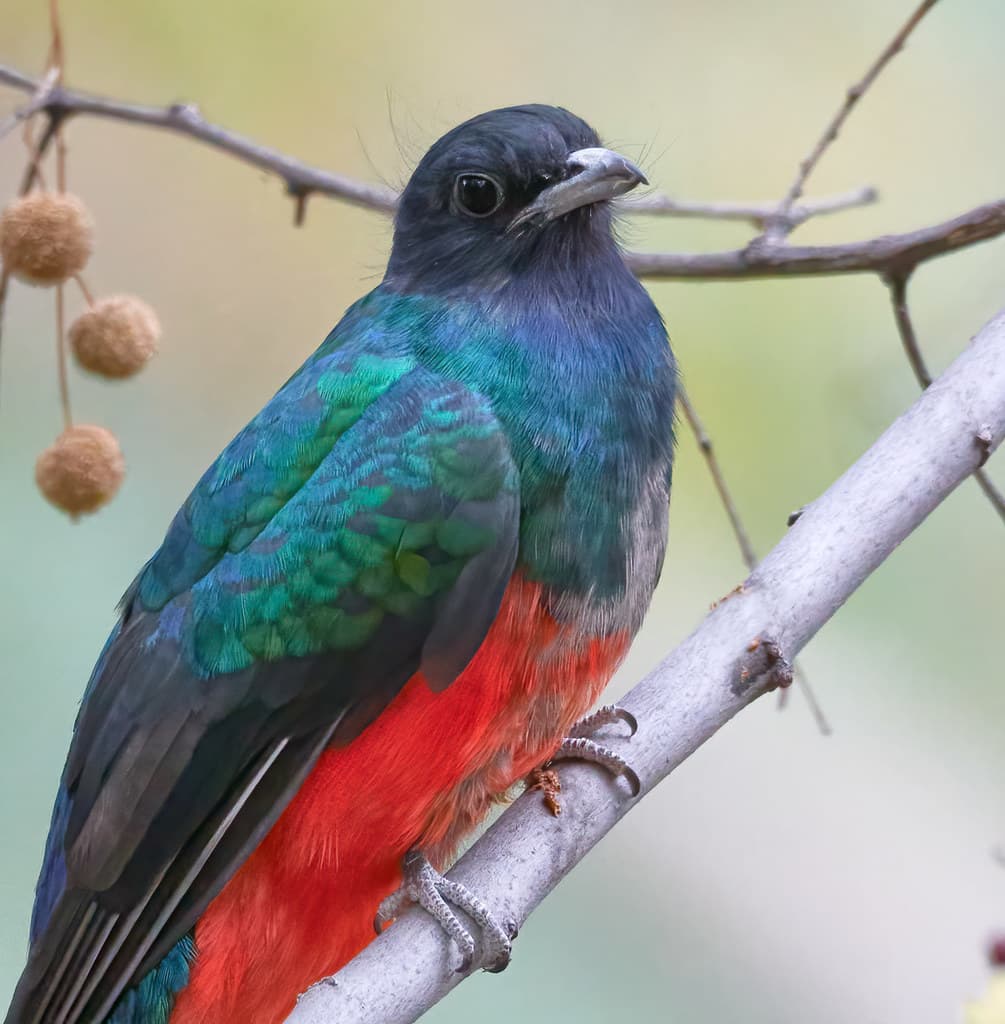 Eared Quetzal