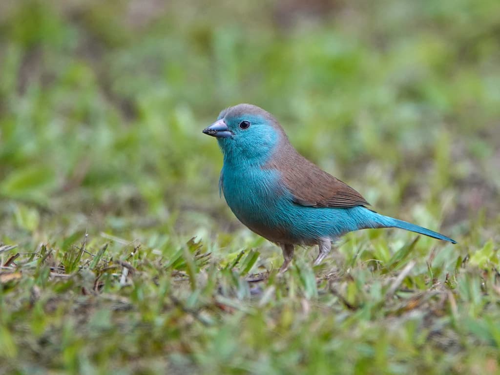 Southern Cordonbleu