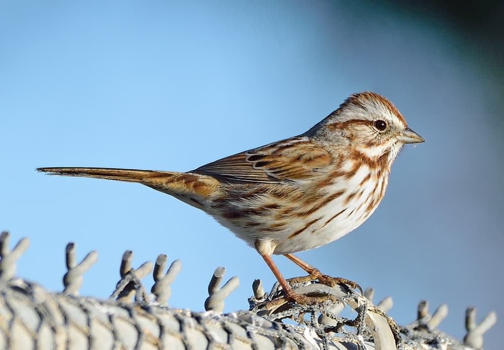Song Sparrow