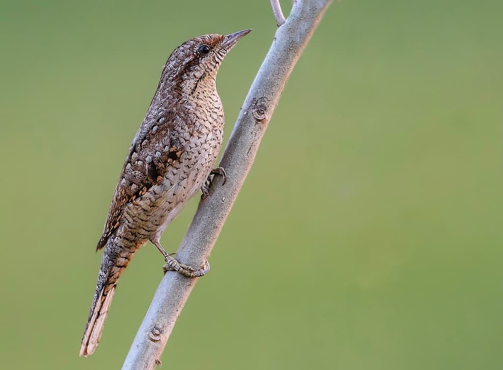 Eurasian Wryneck