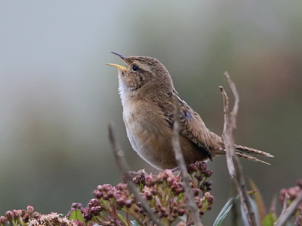 Grass Wren