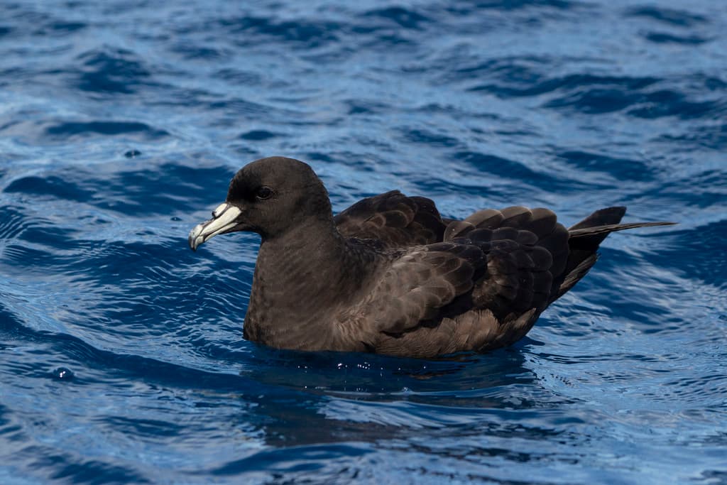 Parkinson's Petrel