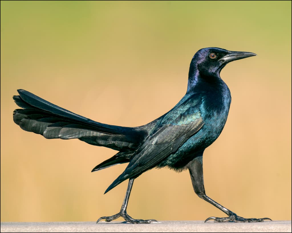 Boat-tailed Grackle