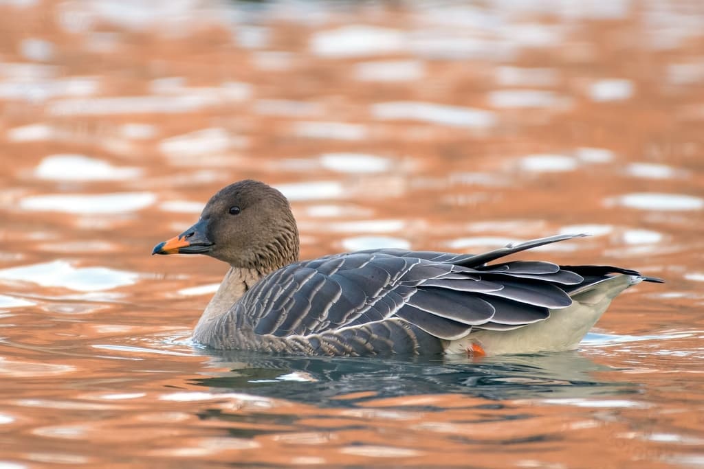 Tundra Bean-Goose
