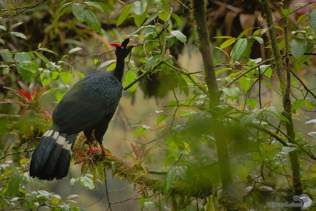 Horned Guan