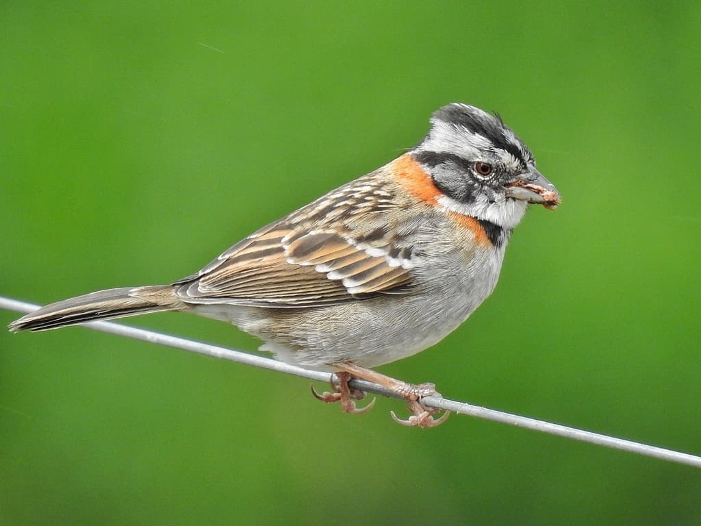 Rufous-collared Sparrow