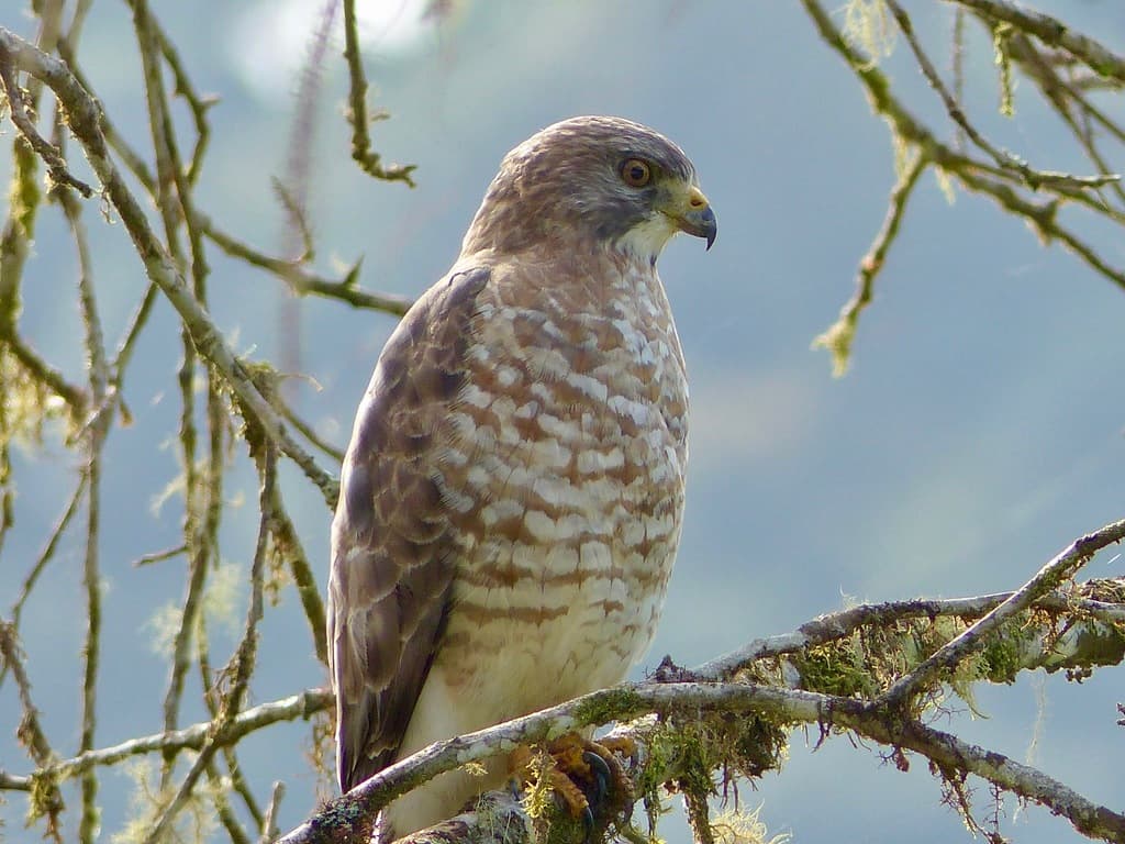 Broad-winged Hawk