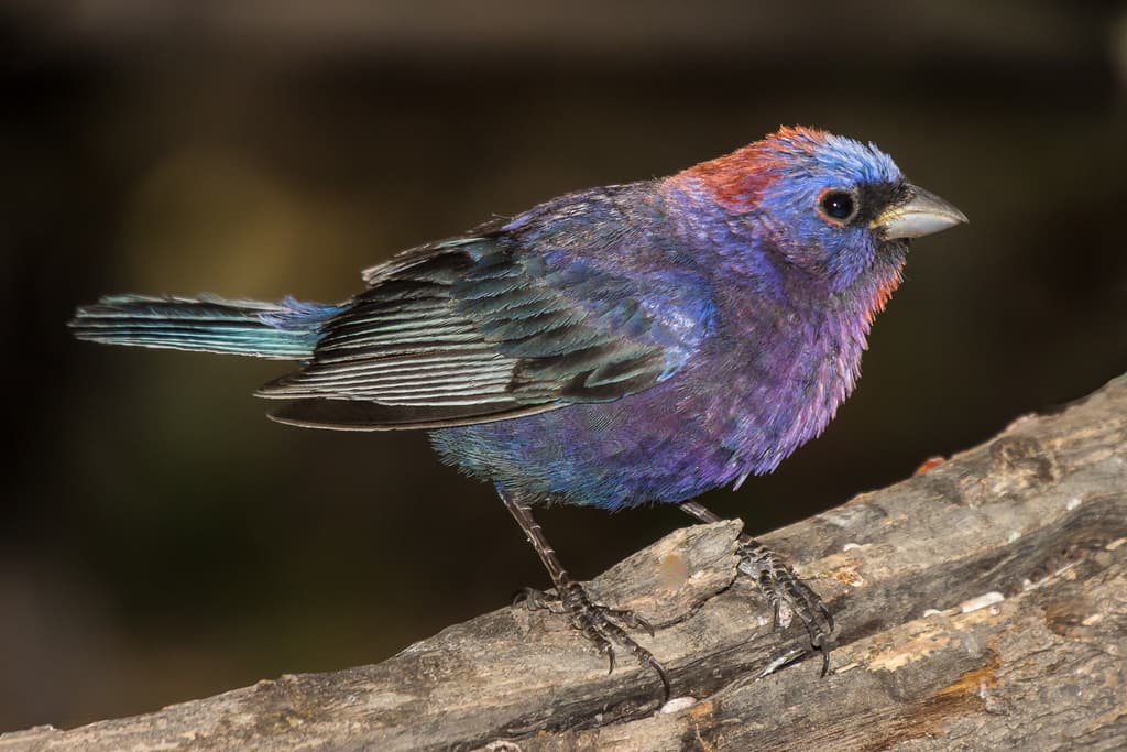 Varied Bunting