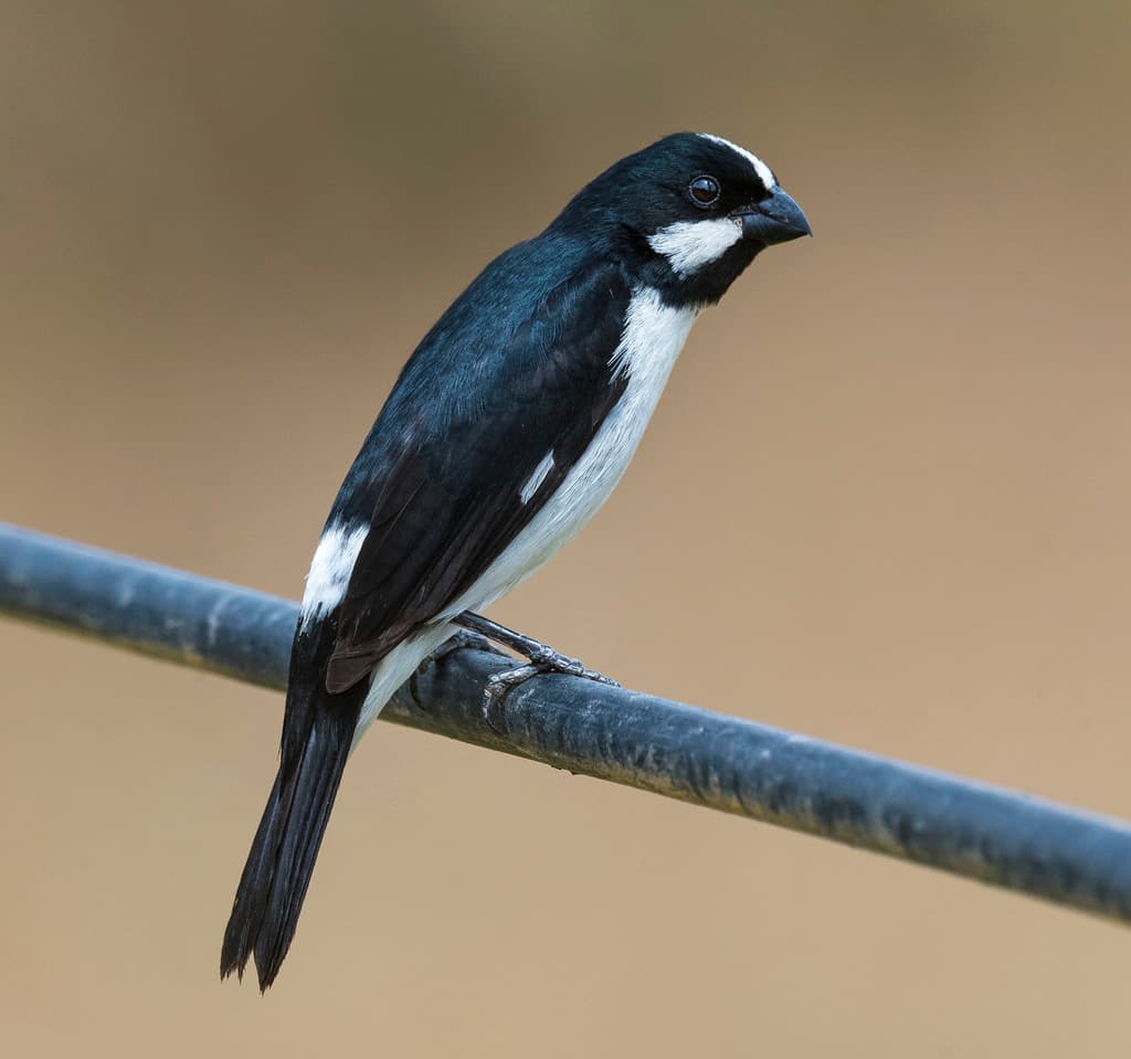 Lined Seedeater