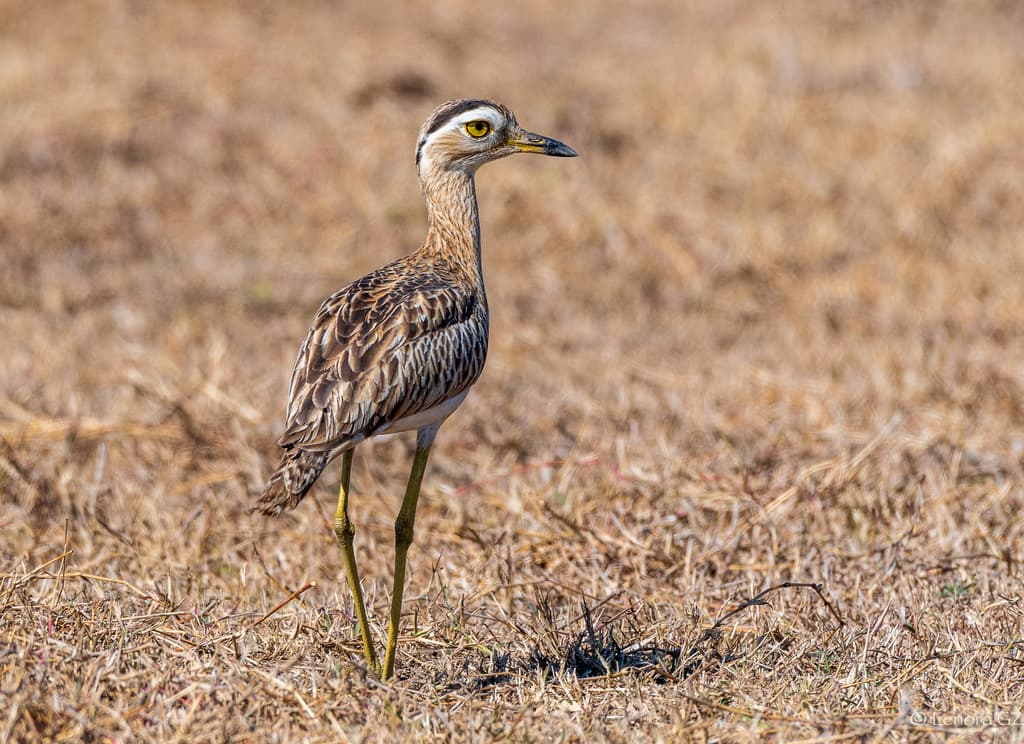 Double-striped Thick-knee
