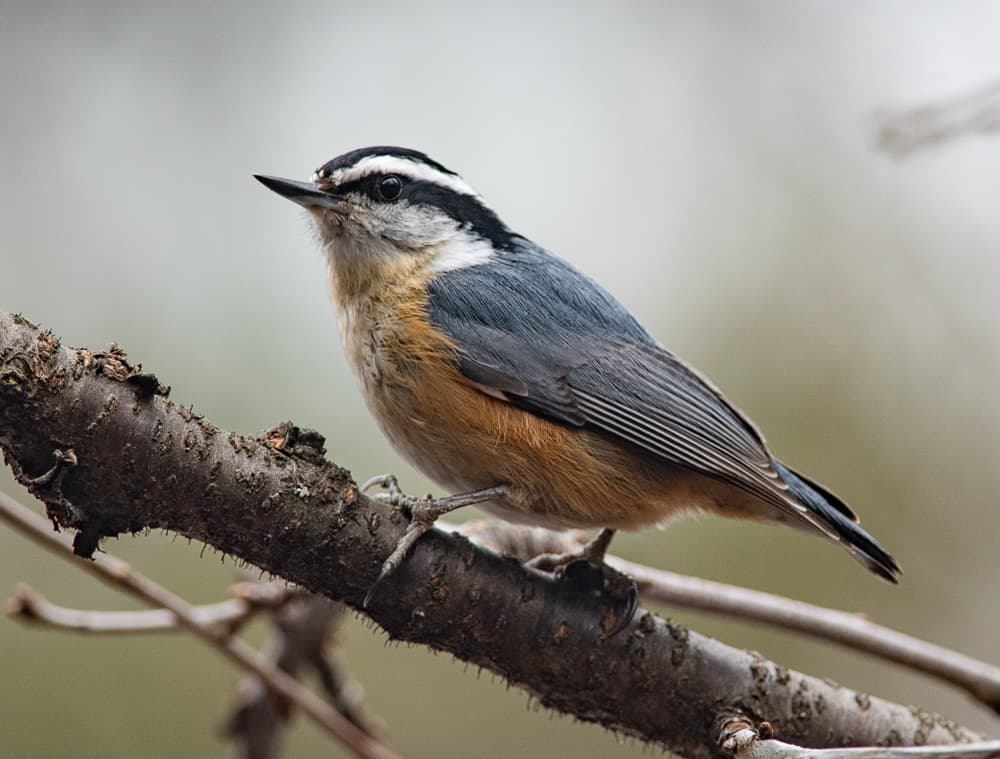 Red-breasted Nuthatch