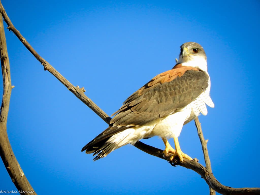 Variable Hawk