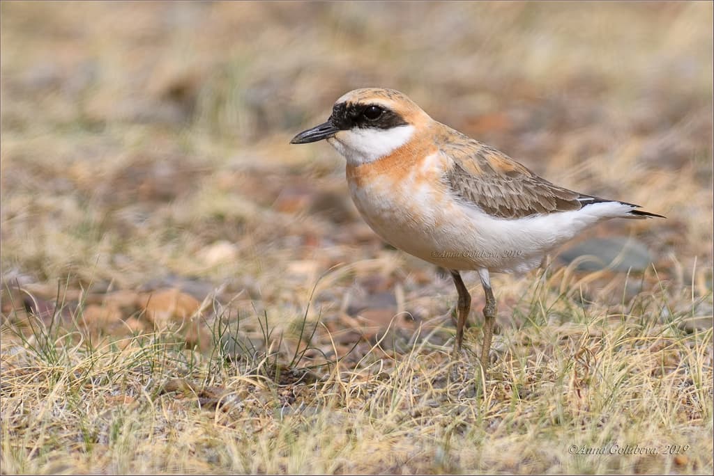Greater Sand-Plover