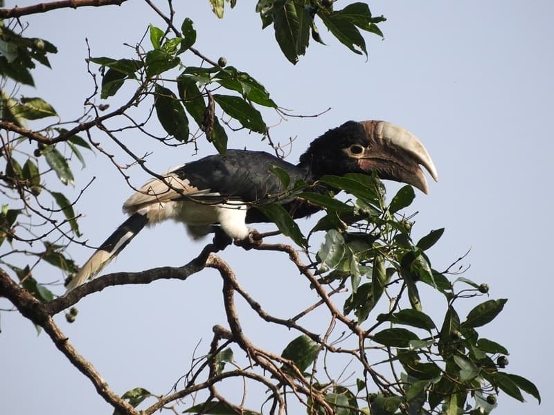 White-thighed Hornbill