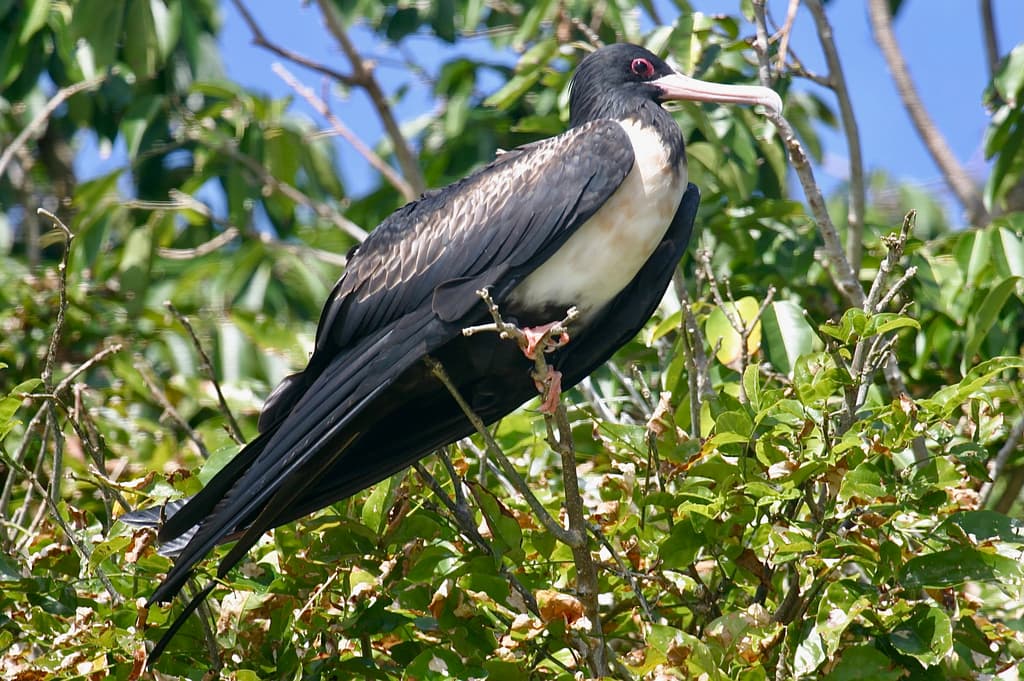 Lesser Frigatebird