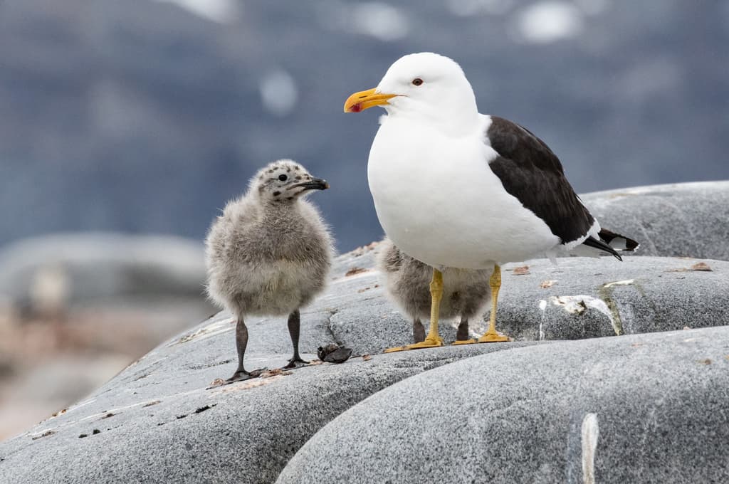 Kelp Gull