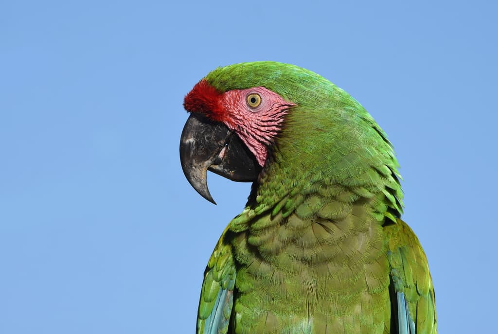 Military Macaw