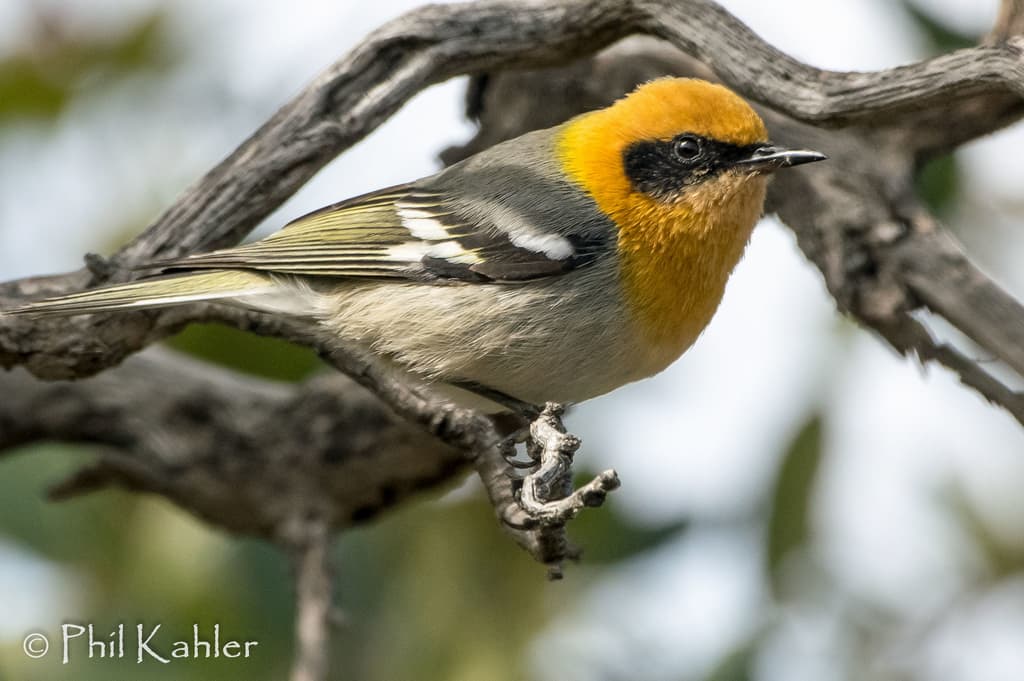 Olive Warbler