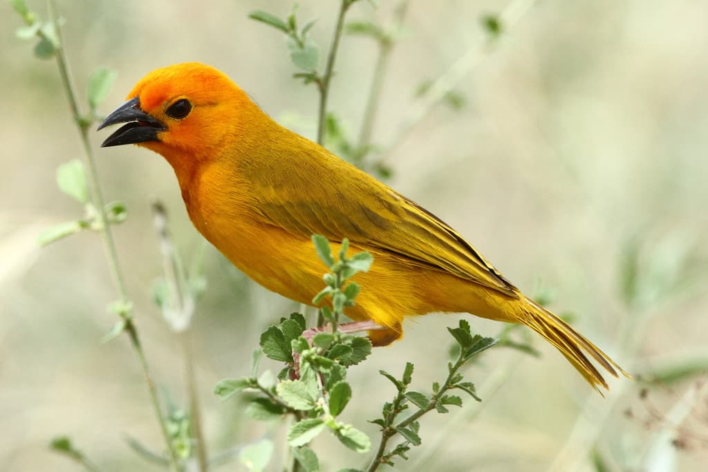 Golden Palm Weaver