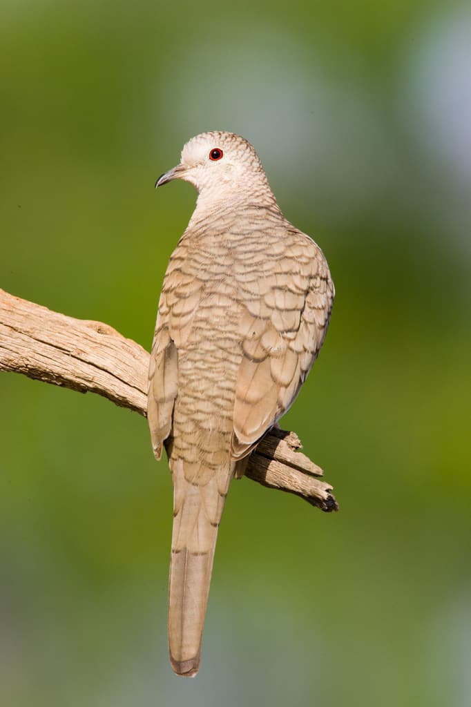 Inca Dove