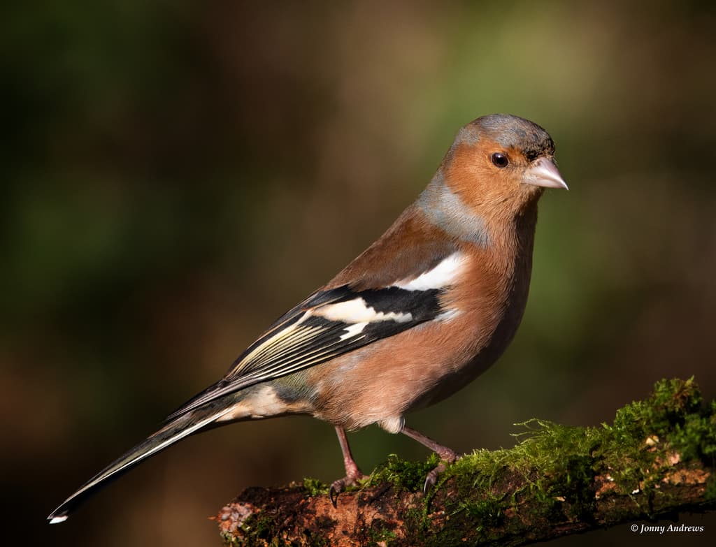 Common Chaffinch