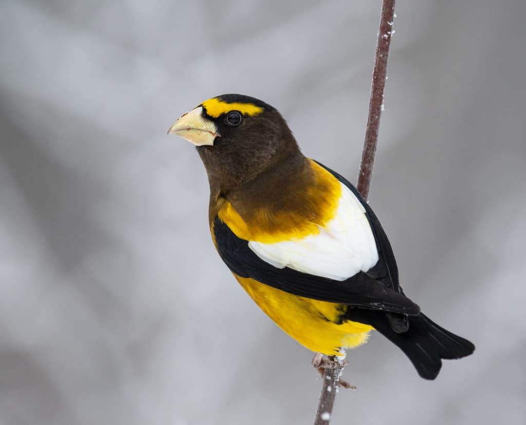 Evening Grosbeak