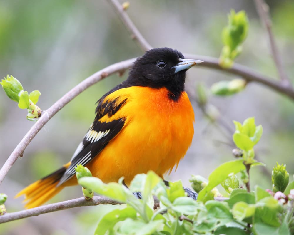 Baltimore Oriole