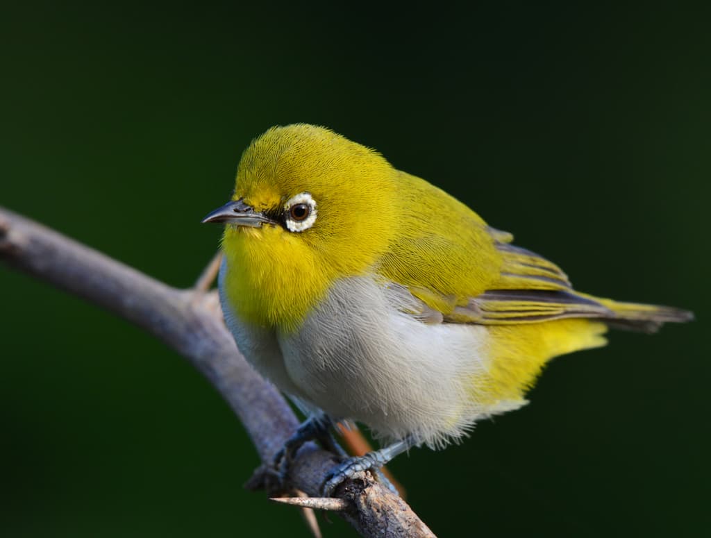 Indian White-eye