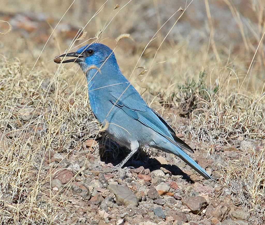 Pinyon Jay