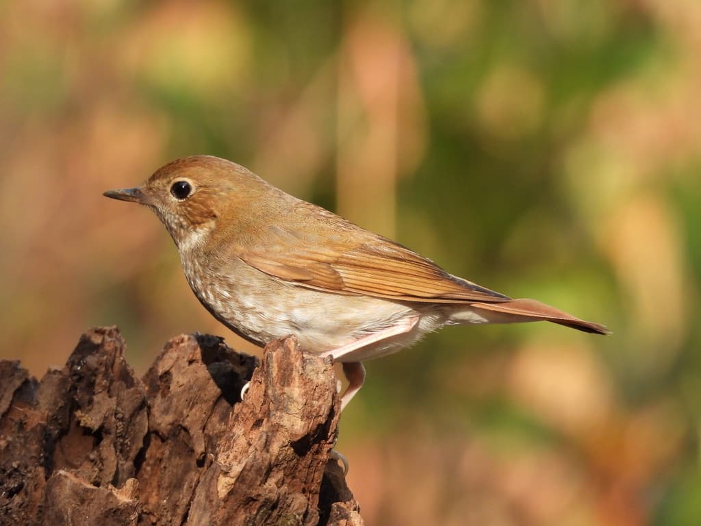 Rufous-tailed Robin