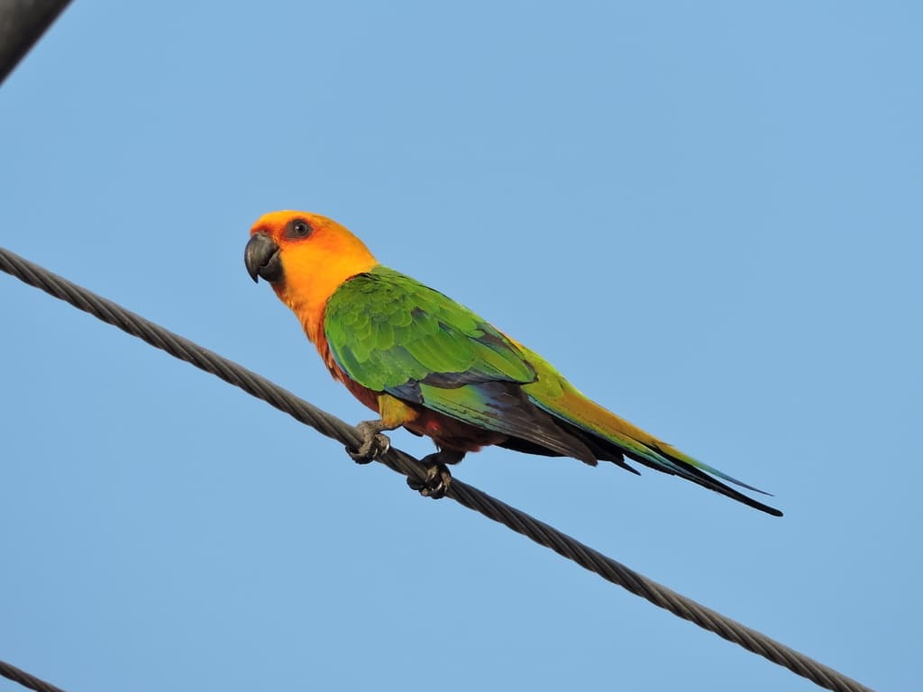 Jandaya Parakeet