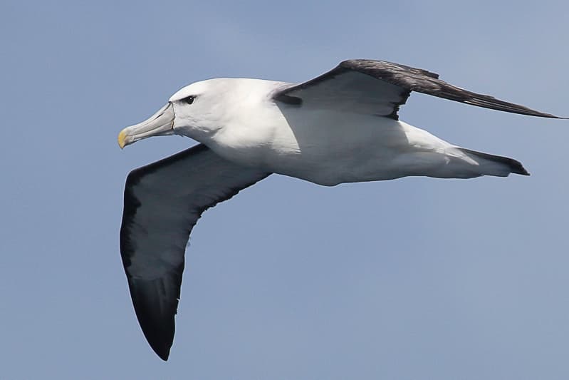 White-capped Albatross