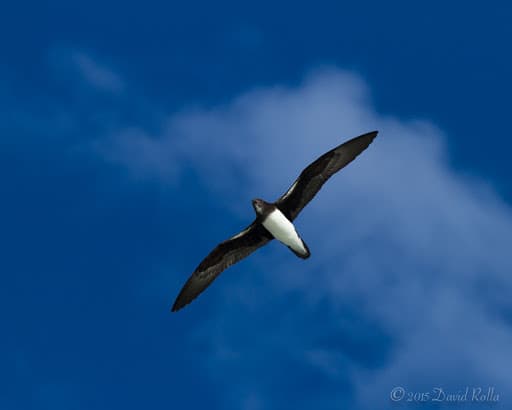 Phoenix Petrel