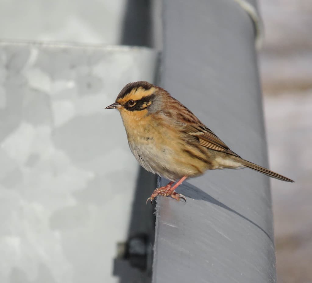 Siberian Accentor
