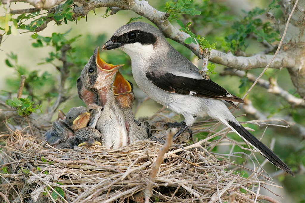 Loggerhead Shrike