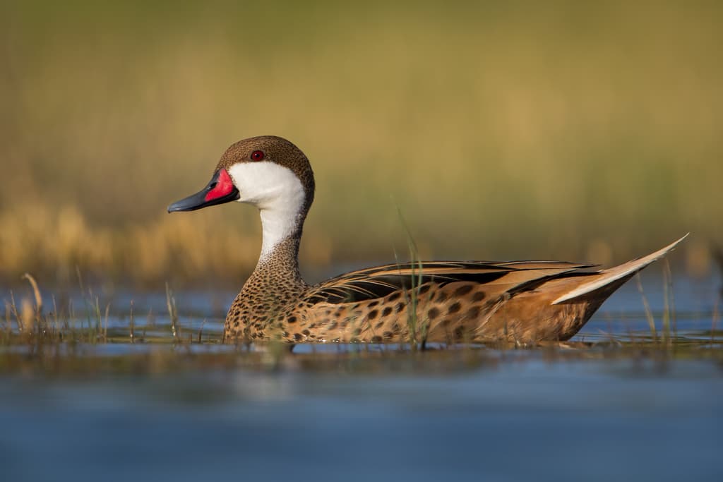 White-cheeked Pintail