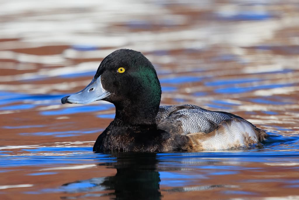 Greater Scaup