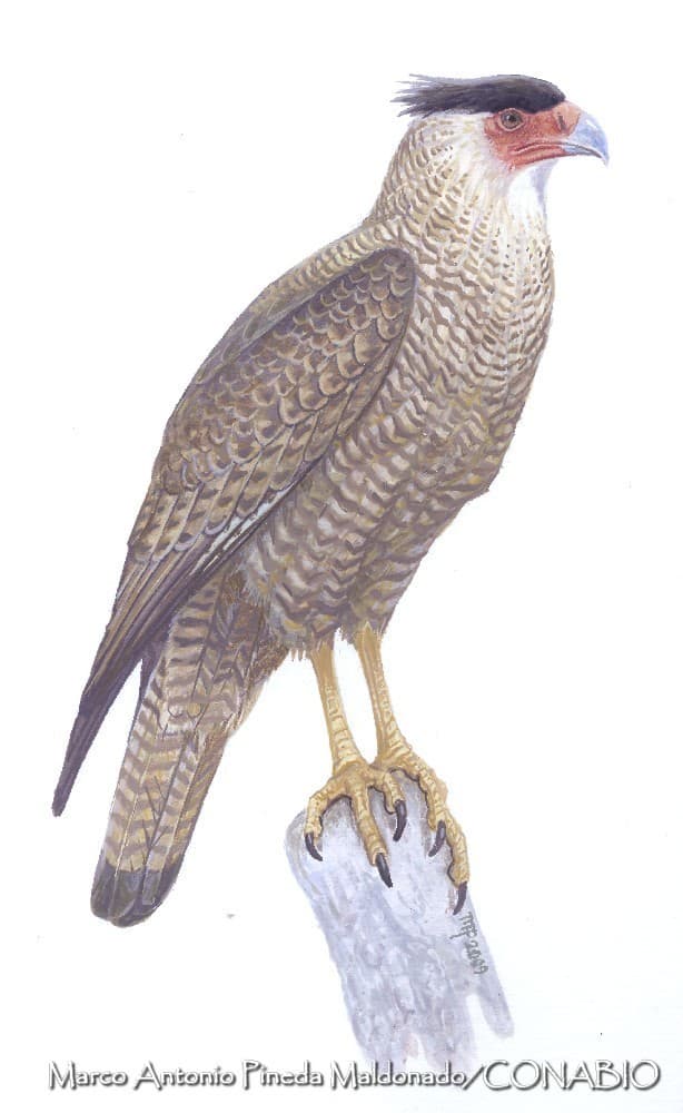 Guadalupe Caracara