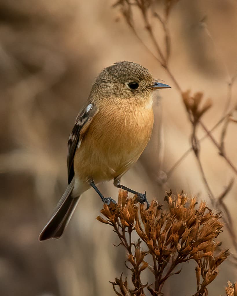 Buff-breasted Flycatcher