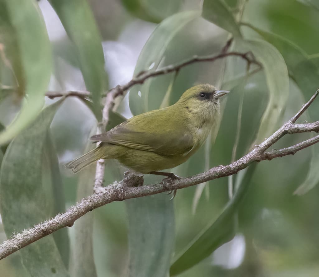 Hawaii Creeper