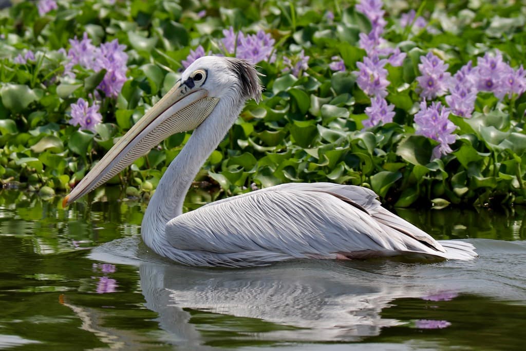 Pink-backed Pelican