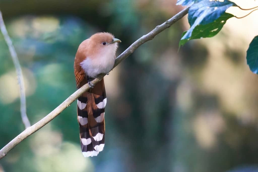 Mexican Squirrel-Cuckoo