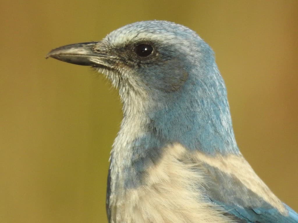 Florida Scrub-Jay