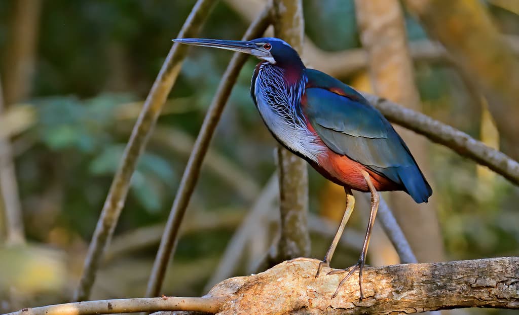 Agami Heron