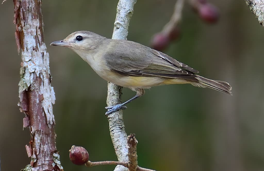 Eastern Warbling Vireo